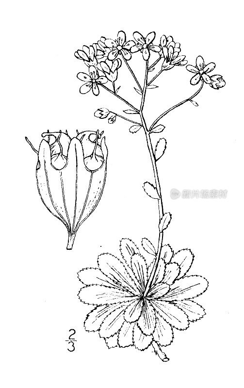 古植物学植物插图:Saxifraga Aizoon, Livelong Saxifrage